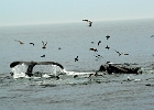 CapeCodb (2)  Cape Cod whales